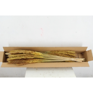 DF Pampas Silvy O.Yellow