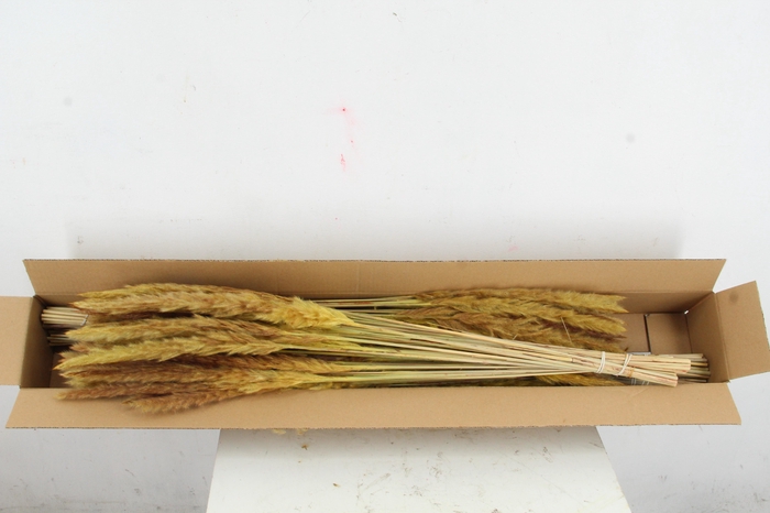 <h4>DF Pampas Silvy O.Yellow</h4>