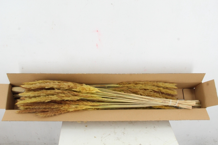 DF Pampas Silvy O.Yellow
