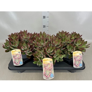 Echeveria pulvinata 'Devotion'