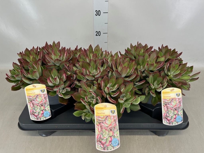 <h4>Echeveria pulvinata 'Devotion'</h4>