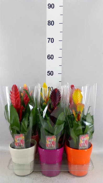 <h4>Vriesea   ...mix 6</h4>