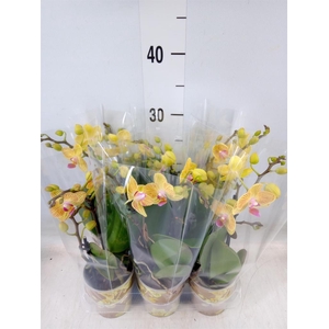 Phalaenopsis multi. 'Ant Lima'