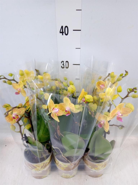 <h4>Phalaenopsis multi. 'Ant Lima'</h4>