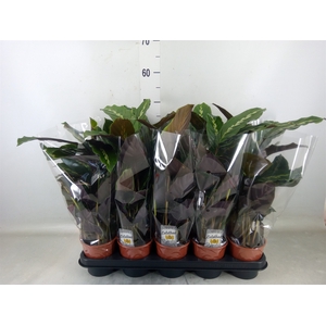 Calathea   ...