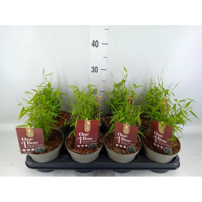 <h4>Fargesia  'Jiuzhaigou 1'</h4>