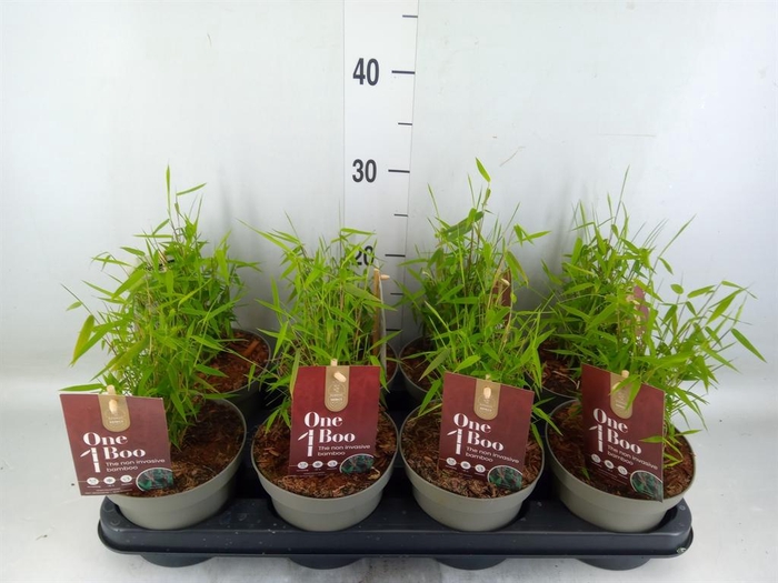 Fargesia  'Jiuzhaigou 1'