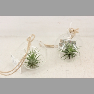 arr3 CP - Mini glas bal hanger
