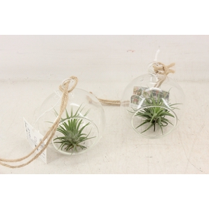 arr3 CP - Mini glas bal hanger