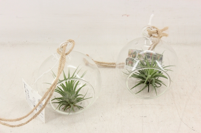 <h4>arr3 CP - Mini glas bal hanger</h4>
