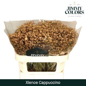 Gyps Xlence L70 Cappuccino