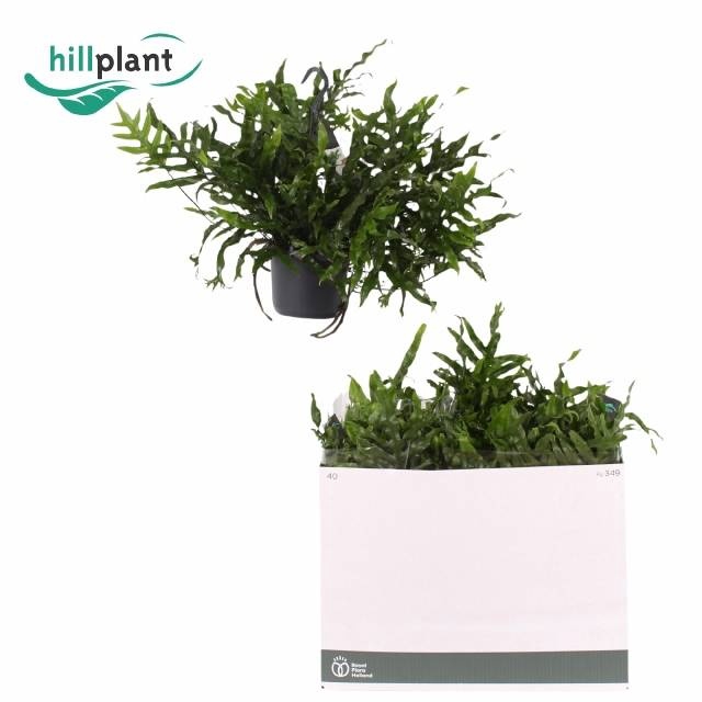<h4>MICROS DIVERSIFOLIUM</h4>