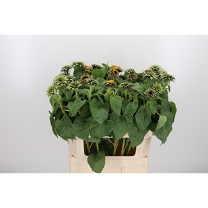 Helianthus Overig