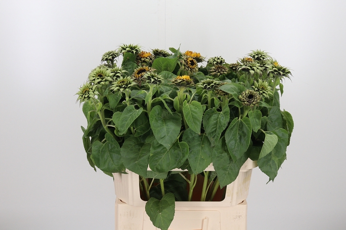 <h4>Helianthus Overig</h4>