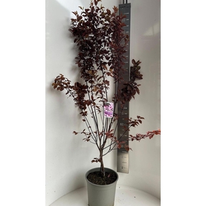 Prunus cerasifera Nigra