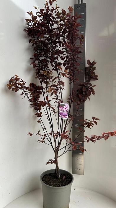 <h4>Prunus cerasifera Nigra</h4>