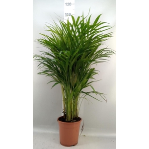 Dypsis lutescens   ...Chrysalidoca