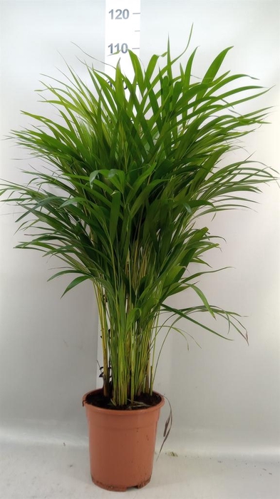 <h4>Dypsis lutescens   ...Chrysalidoca</h4>