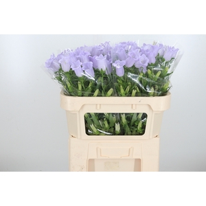 Campanula Cham Lavender