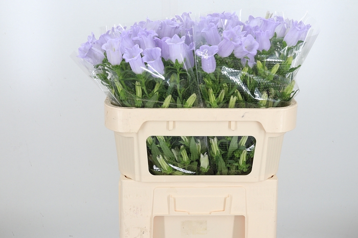 <h4>Campanula Cham Lavender</h4>