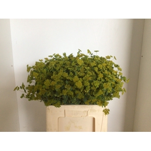 BUPLEURUM ROTUNDIFOL