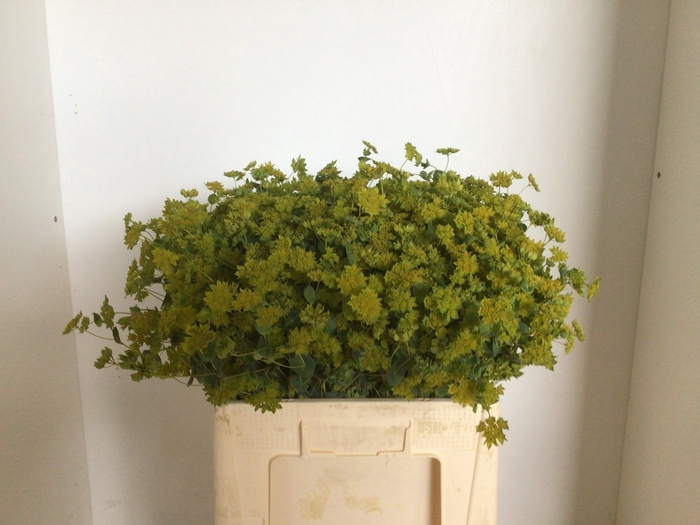 <h4>BUPLEURUM ROTUNDIFOL</h4>