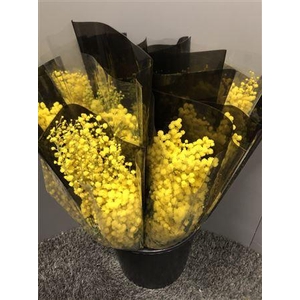 Acacia Mirandol 200 Gr