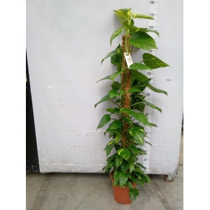 Epipremnum pinn.   ...moss stick