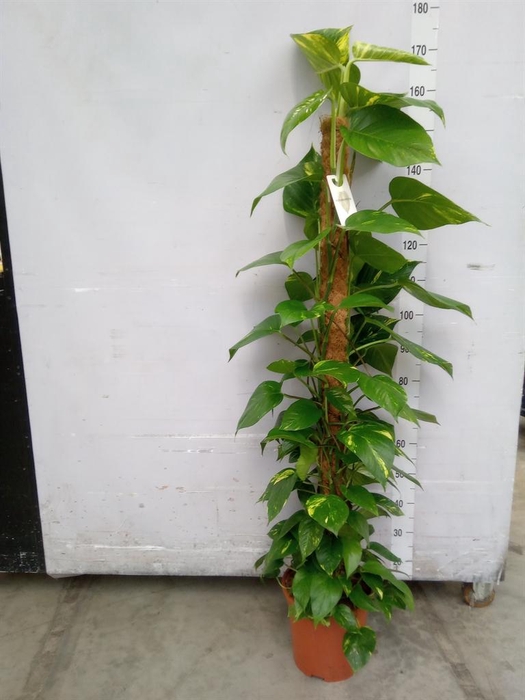 <h4>Epipremnum pinn.   ...moss stick</h4>