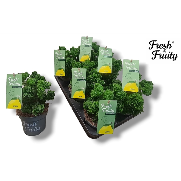 <h4>Pel. Fresh&Fruity® Lemon Tree</h4>