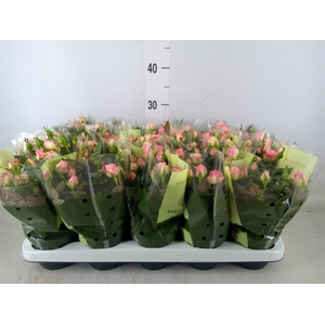 Rosa  'Carousel Kordana'