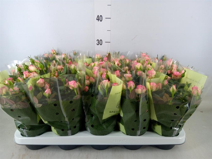 <h4>Rosa  'Carousel Kordana'</h4>