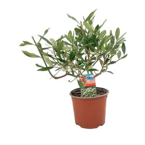 Olea europaea