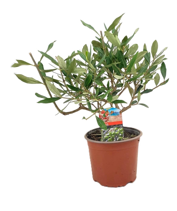 <h4>Olea europaea</h4>