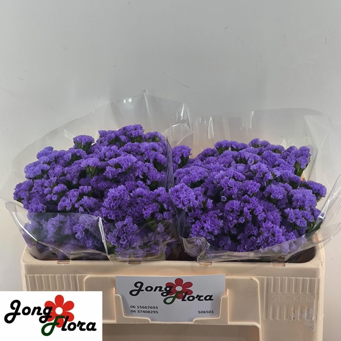 <h4>LIM S PIPPA WINGS</h4>