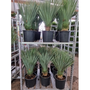 YUC ROSTRATA