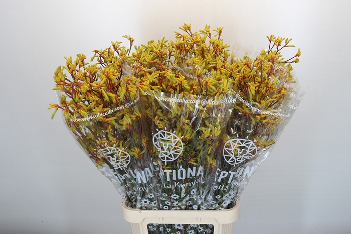 Kangaroo Paw Gold Fever Indoor