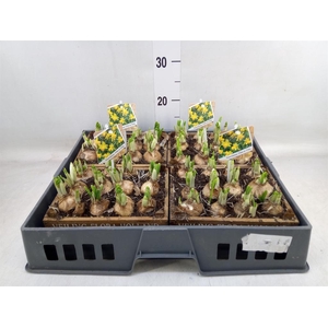 Arr.  Narcissus Tete Tete L%