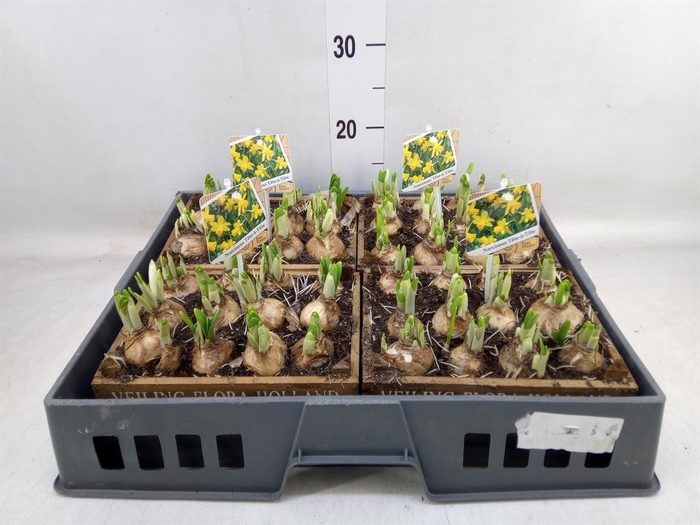 <h4>Arr.  Narcissus Tete Tete L%</h4>