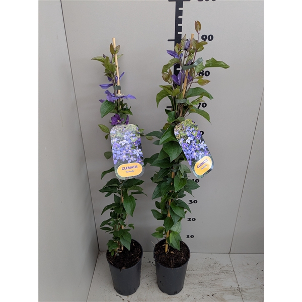 <h4>Clematis 'Arabella'</h4>