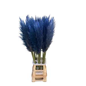 CORTA SELLOAN DARK BLUE
