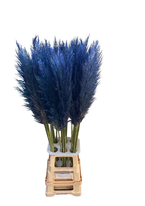 <h4>CORTA SELLOAN DARK BLUE</h4>