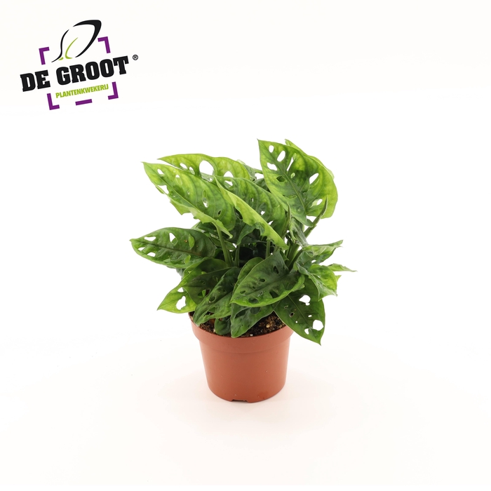 <h4>Monstera Adansonii</h4>