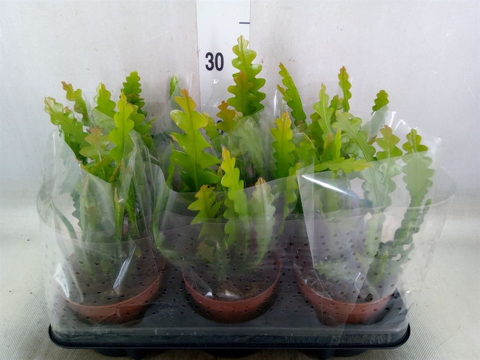 <h4>Epiphyllum anguliger</h4>