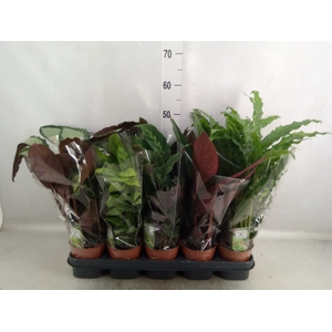 Calathea   ...mix 5