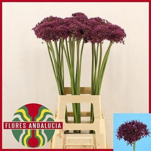 Allium Miami 80cm