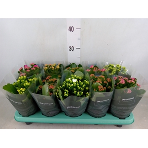Kalanchoe blos.   ..rosebud mix  5