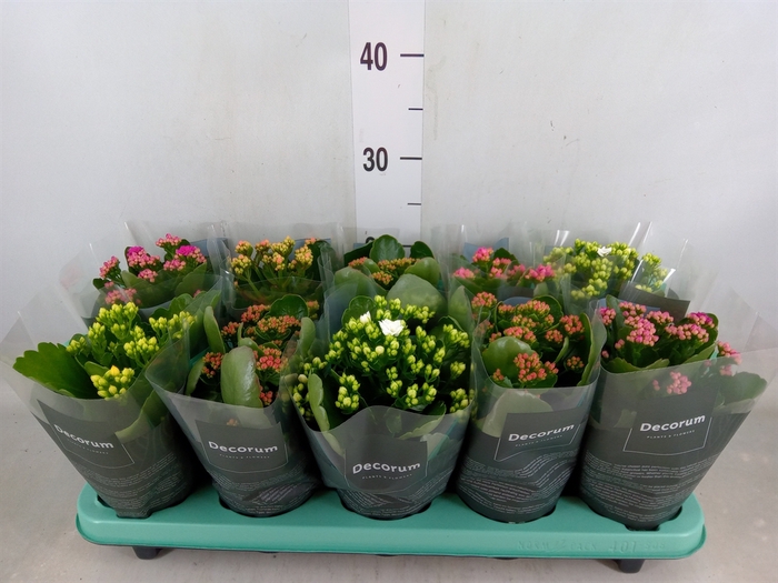 <h4>Kalanchoe blos.   ..rosebud mix  5</h4>