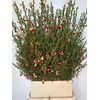 CYTISUS BOSKOOP RUBY SALMON/RED