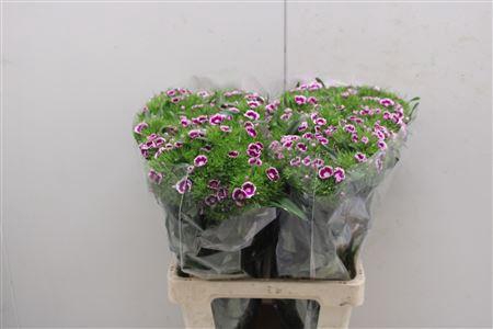 <h4>Di Barb Procida</h4>